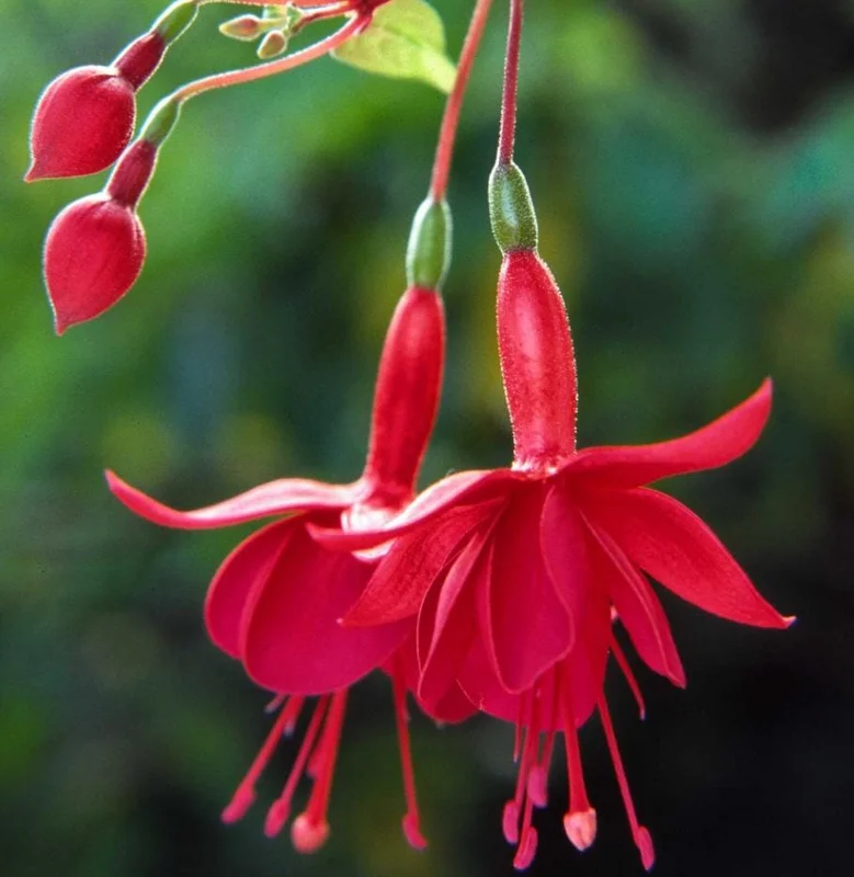 Fuchsia 'Marinka' Live Plant 4-6" Tall – Red Trailing Flower for Hanging Baskets Fuchsia 'Marinka' Live Plant 4-6" Tall – Red Trailing Flower for Hanging Baskets - Image 4
