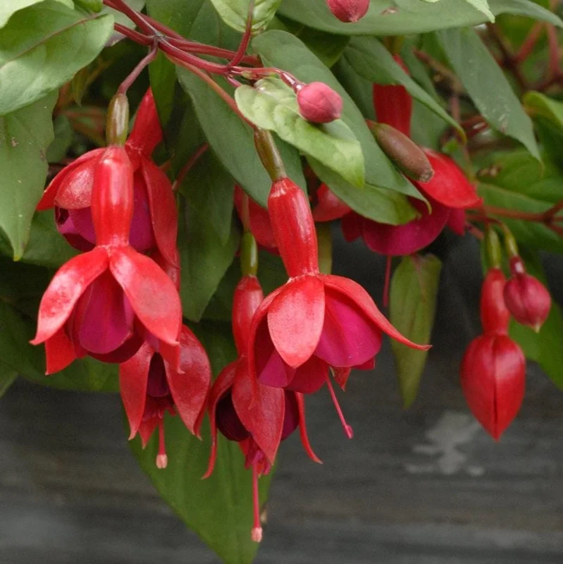 Fuchsia 'Marinka' Live Plant 4-6" Tall – Red Trailing Flower for Hanging Baskets Fuchsia 'Marinka' Live Plant 4-6" Tall – Red Trailing Flower for Hanging Baskets - Image 5