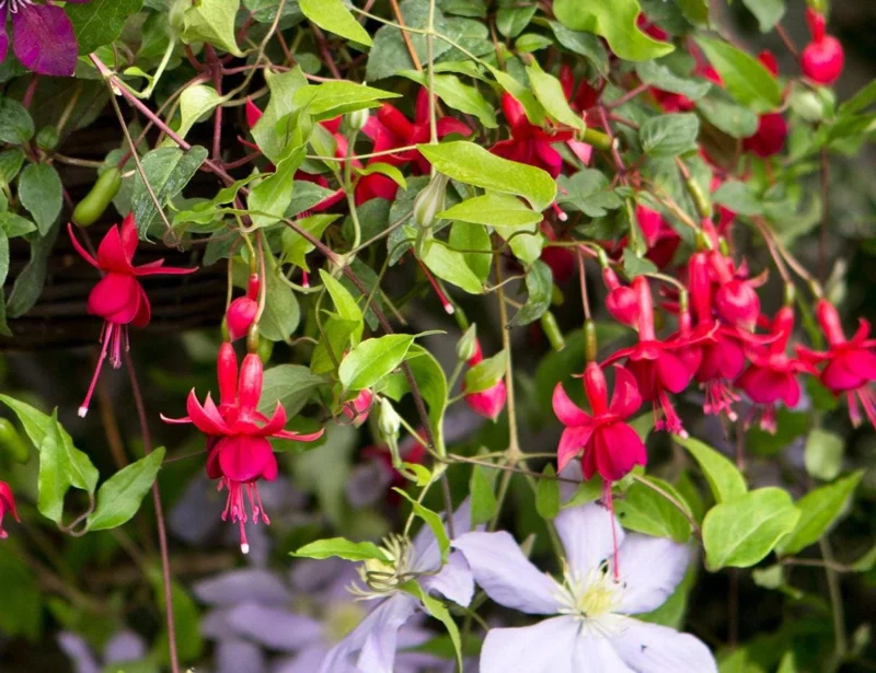 Fuchsia 'Marinka' Live Plant 4-6" Tall – Red Trailing Flower for Hanging Baskets Fuchsia 'Marinka' Live Plant 4-6" Tall – Red Trailing Flower for Hanging Baskets - Image 6