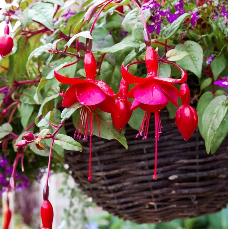 Fuchsia 'Marinka' Live Plant 4-6" Tall – Red Trailing Flower for Hanging Baskets Fuchsia 'Marinka' Live Plant 4-6" Tall – Red Trailing Flower for Hanging Baskets - Image 7