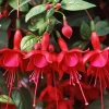 Fuchsia 'Marinka' Live Plant 4-6" Tall – Red Trailing Flower for Hanging Baskets - Image 1