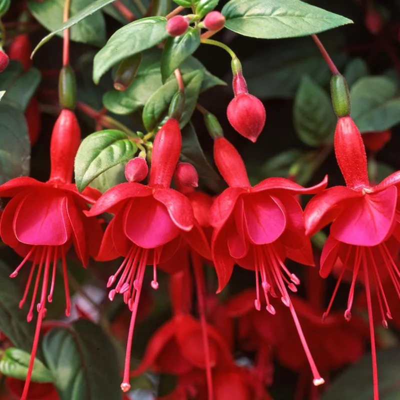 Fuchsia 'Marinka' Live Plant 4-6" Tall – Red Trailing Flower for Hanging Baskets - Image 1