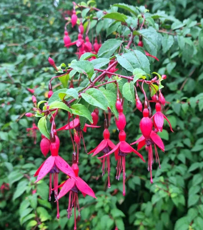 Fuchsia 'Marinka' Live Plant 4-6" Tall – Red Trailing Flower for Hanging Baskets Fuchsia 'Marinka' Live Plant 4-6" Tall – Red Trailing Flower for Hanging Baskets - Image 8