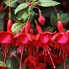 Fuchsia Marinka Live Plant - Hardy Red Trailing Flower for Hanging Baskets, 4-6 Inch Tall - Image 1