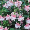Fuchsia Southgate Live Plant - 2-4 Inch Tall - Pink White Blooms for Hanging Baskets & Shade Gardens - Image 1