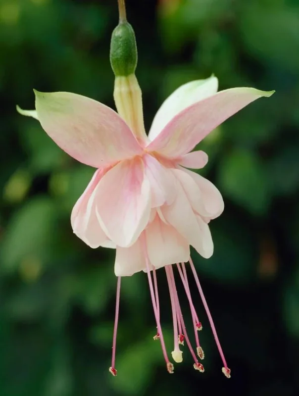 Fuchsia 'Southgate' Live Plant - Double Pink Flowers, 4-7 Inch, Deciduous Shrub Fuchsia 'Southgate' Live Plant - Double Pink Flowers, 4-7 Inch, Deciduous Shrub - Image 3
