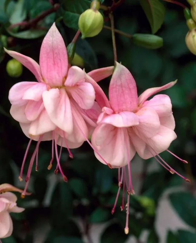 Fuchsia 'Southgate' Live Plant - Double Pink Flowers, 4-7 Inch, Deciduous Shrub Fuchsia 'Southgate' Live Plant - Double Pink Flowers, 4-7 Inch, Deciduous Shrub - Image 5