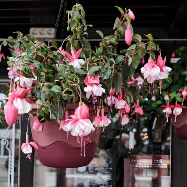 Fuchsia 'Southgate' Live Plant - Double Pink Flowers, 4-7 Inch, Deciduous Shrub Fuchsia 'Southgate' Live Plant - Double Pink Flowers, 4-7 Inch, Deciduous Shrub - Image 7