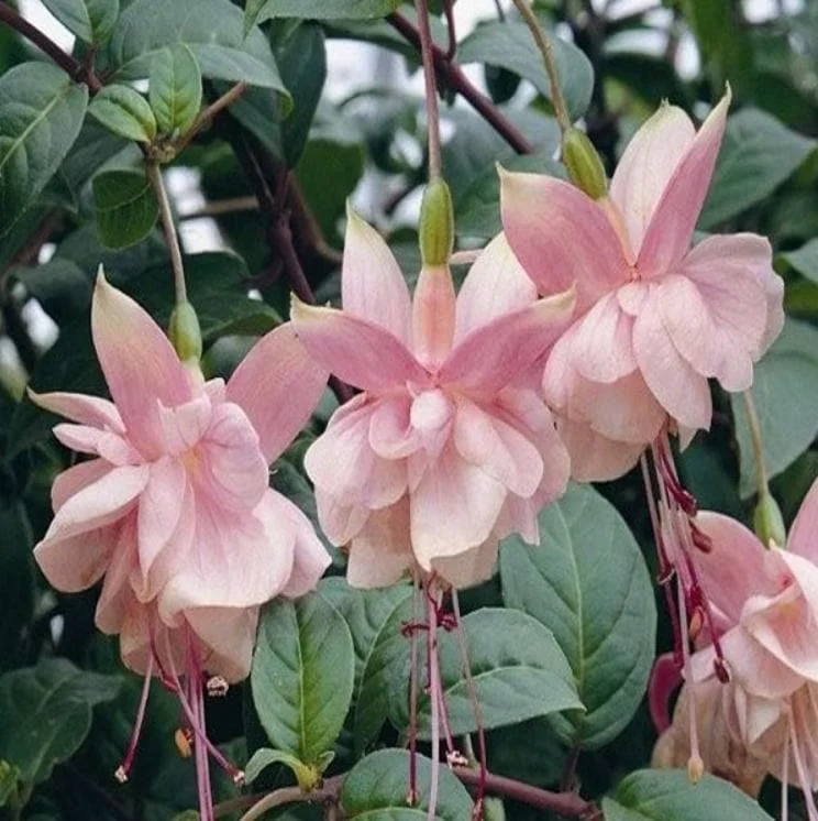 Fuchsia Southgate Live Plant Set of 2 – 2-4 Inch Tall – Pink White Blooms for Hanging Baskets & Shade Gardens Fuchsia Southgate Live Plant Set of 2 – 2-4 Inch Tall – Pink White Blooms for Hanging Baskets & Shade Gardens - Image 3