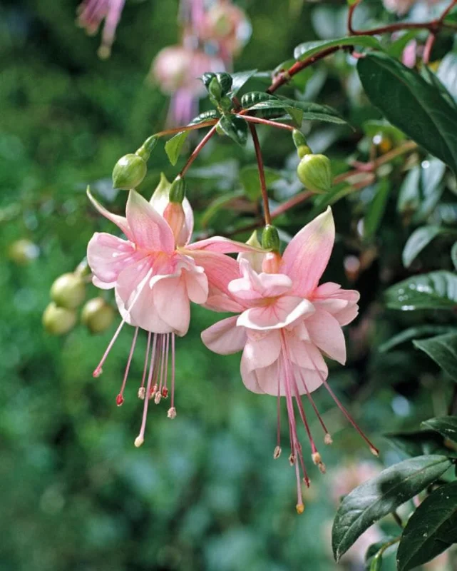 Fuchsia Southgate Live Plant Set of 2 – 2-4 Inch Tall – Pink White Blooms for Hanging Baskets & Shade Gardens Fuchsia Southgate Live Plant Set of 2 – 2-4 Inch Tall – Pink White Blooms for Hanging Baskets & Shade Gardens - Image 4