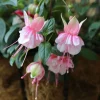 Fuchsia Southgate Live Plant Set of 2 – 2-4 Inch Tall – Pink White Blooms for Hanging Baskets & Shade Gardens - Image 1