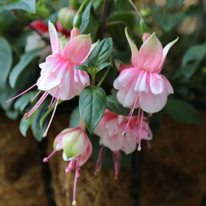 Fuchsia Southgate Live Plant Set of 2 – 2-4 Inch Tall – Pink White Blooms for Hanging Baskets & Shade Gardens Fuchsia Southgate Live Plant Set of 2 – 2-4 Inch Tall – Pink White Blooms for Hanging Baskets & Shade Gardens - Image 1