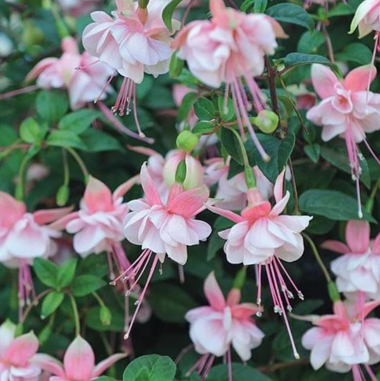 Fuchsia Southgate Live Starter Plant – 2-4 Inch Tall – Pink White Blooms – Hanging Baskets & Shade Gardens - Image 2