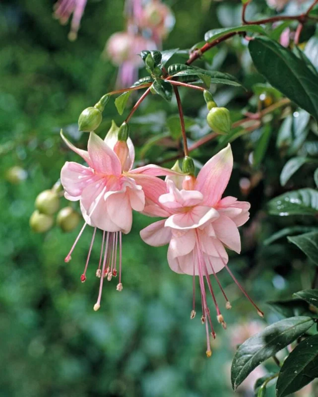 Fuchsia Southgate Live Starter Plant – 2-4 Inch Tall – Pink White Blooms – Hanging Baskets & Shade Gardens Fuchsia Southgate Live Starter Plant – 2-4 Inch Tall – Pink White Blooms – Hanging Baskets & Shade Gardens - Image 3