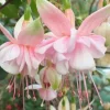 Fuchsia Southgate Live Starter Plant – 2-4 Inch Tall – Pink White Blooms – Hanging Baskets & Shade Gardens - Image 1