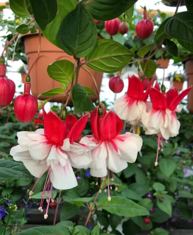Fuchsia Swingtime Live Plant - Trailing Red & White Flowers for Hanging Baskets Fuchsia Swingtime Live Plant - Trailing Red & White Flowers for Hanging Baskets - Image 3