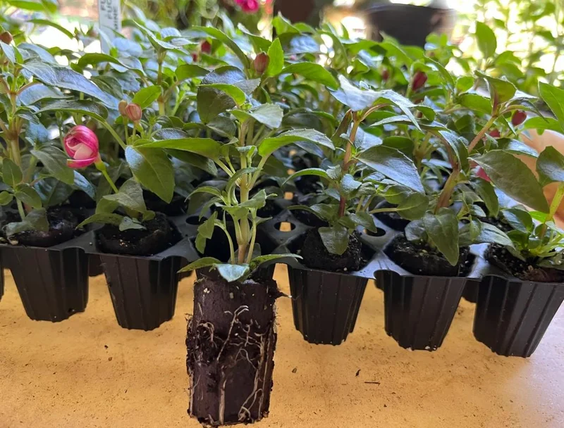 Fuchsia Swingtime Live Plant - Trailing Red & White Flowers for Hanging Baskets Fuchsia Swingtime Live Plant - Trailing Red & White Flowers for Hanging Baskets - Image 6