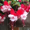 Fuchsia Swingtime Live Plant - Trailing Red & White Flowers for Hanging Baskets - Image 1