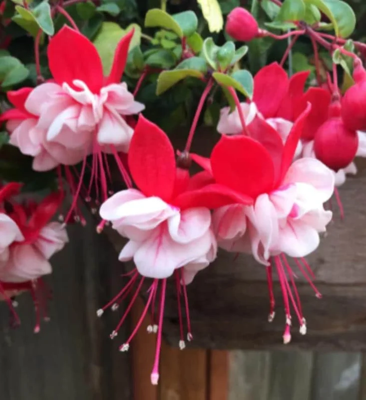 Fuchsia Swingtime Live Plant - Trailing Red & White Flowers for Hanging Baskets Fuchsia Swingtime Live Plant - Trailing Red & White Flowers for Hanging Baskets - Image 1