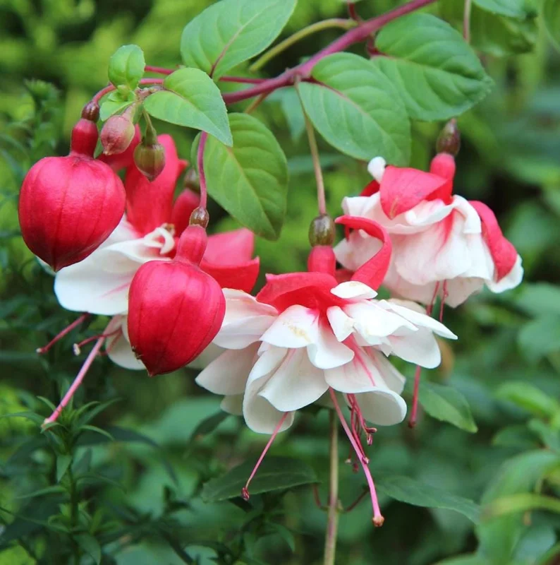 Fuchsia 'White Eyes' Live Plant – 4-7 inch Tall – White & Red Flowering – Outdoor Hanging Basket - Image 2
