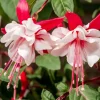 Fuchsia 'White Eyes' Live Plant – 4-7 inch Tall – White & Red Flowering – Outdoor Hanging Basket - Image 1
