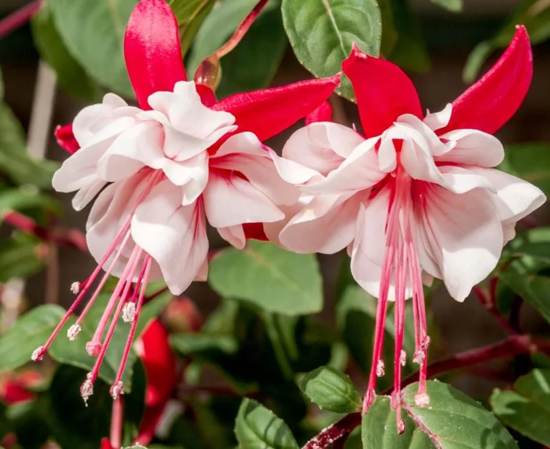 Fuchsia 'White Eyes' Live Plant – 4-7 inch Tall – White & Red Flowering – Outdoor Hanging Basket - Image 1