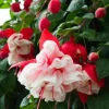 Fuchsia 'White Eyes' Live Plant - Hardy White-Red Flower, 4-6 Inch Tall, Hanging Basket - Image 1
