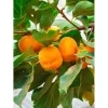 Fuyu Jiro Persimmon Tree Live Plant – 3-4 Ft Tall – 5 Gallon Pot – Outdoor - Image 1