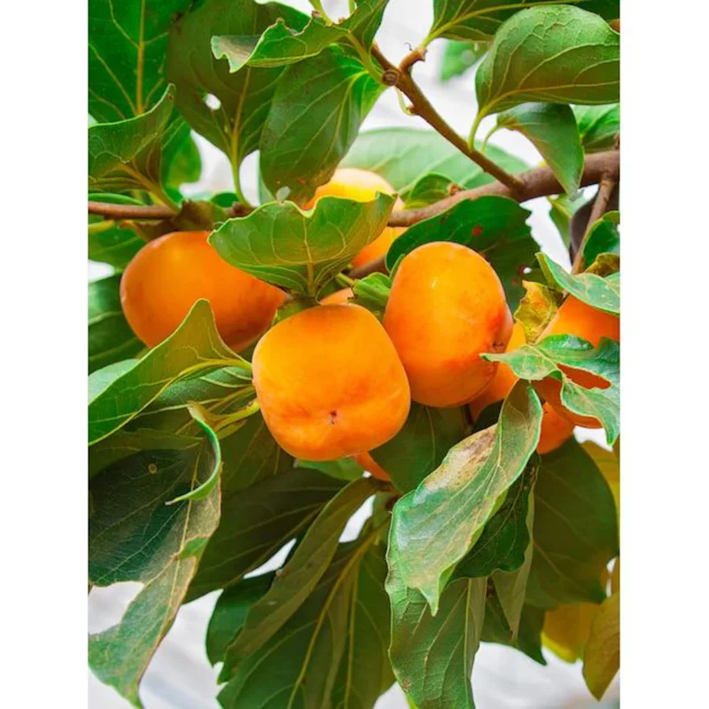 Fuyu Jiro Persimmon Tree Live Plant – 3-4 Ft Tall – 5 Gallon Pot – Outdoor - Image 1