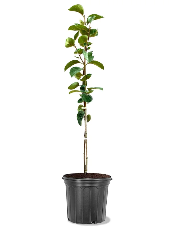Fuyu Persimmon Tree Live Plant - Japanese Giant Fruit, 3-4 Ft Tall, 5 Gallon Pot Fuyu Persimmon Tree Live Plant - Japanese Giant Fruit, 3-4 Ft Tall, 5 Gallon Pot - Image 2