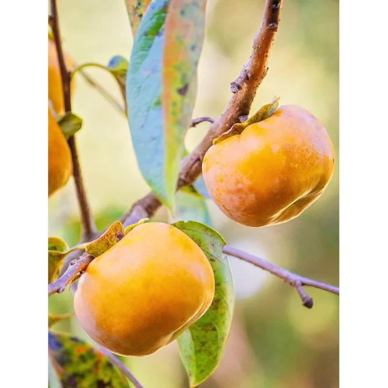 Fuyu Persimmon Tree Live Plant - Japanese Giant Fruit, 3-4 Ft Tall, 5 Gallon Pot Fuyu Persimmon Tree Live Plant - Japanese Giant Fruit, 3-4 Ft Tall, 5 Gallon Pot - Image 3