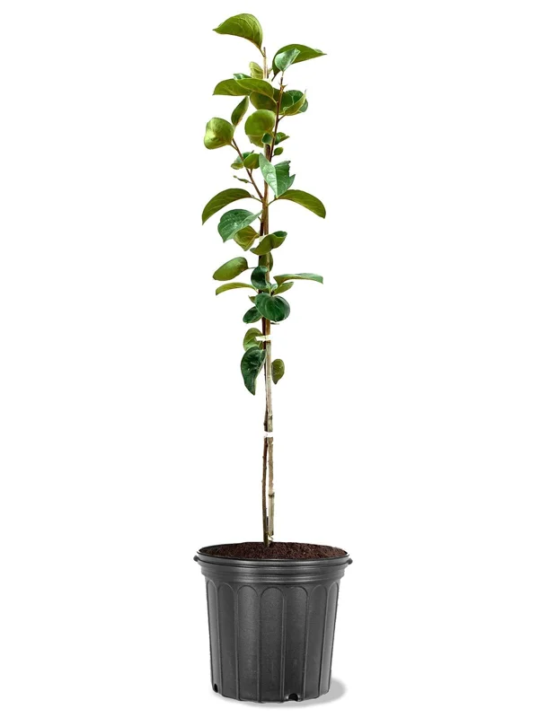 Fuyugaki Persimmon Tree Live Plant - Non-Astringent Fruit - 3-4 Ft Tall - Image 2