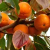 Fuyugaki Persimmon Tree Live Plant - Non-Astringent Fruit - 3-4 Ft Tall - Image 1