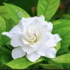 Gardenia Live Plant – Double Jasmine Flower – 4-7 Inch Tall – White Blooms – Indoor/Outdoor - Image 1