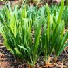 Garlic Chive Live Plant – Set of 20+ Culinary Herb Plants – Easy Grow Garlic Chive Live Plant – Set of 20+ Culinary Herb Plants – Easy Grow - Image 1