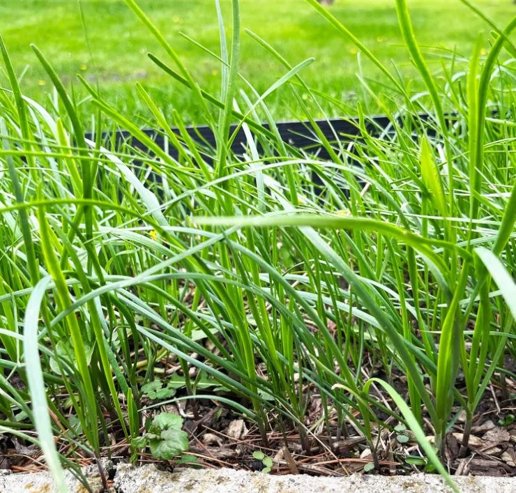 Garlic Chive Live Plants – Set of 20 Bare Root Culinary Herb Garlic Chive Live Plants – Set of 20 Bare Root Culinary Herb - Image 2