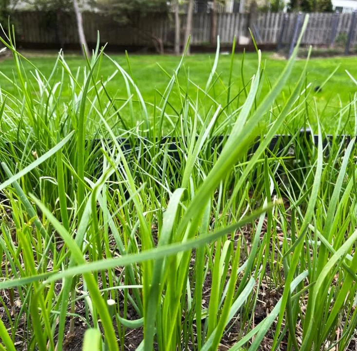 Garlic Chive Live Plants – Set of 20 Bare Root Culinary Herb Garlic Chive Live Plants – Set of 20 Bare Root Culinary Herb - Image 3