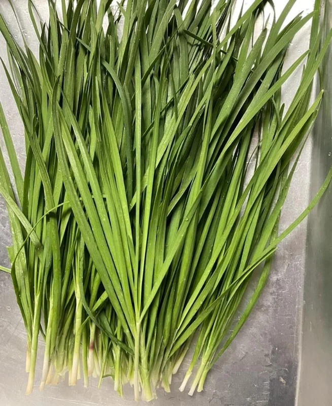 Garlic Chive Live Plants – Set of 20 Bare Root Culinary Herb Garlic Chive Live Plants – Set of 20 Bare Root Culinary Herb - Image 4