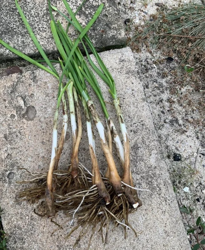Garlic Chive Live Plants – Set of 20 Bare Root Culinary Herb Garlic Chive Live Plants – Set of 20 Bare Root Culinary Herb - Image 5