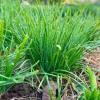 Garlic Chive Live Plants – Set of 20 Bare Root Culinary Herb - Image 1