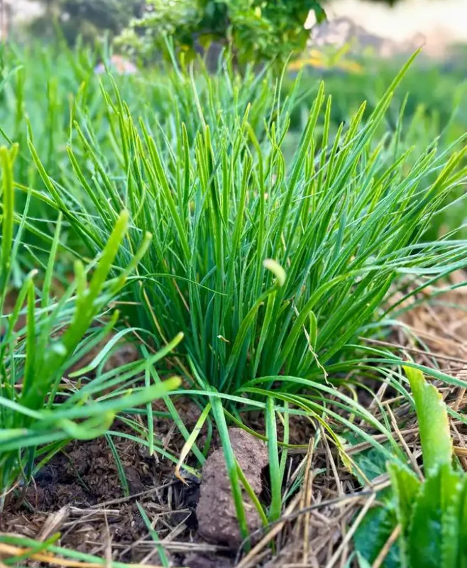 Garlic Chive Live Plants – Set of 20 Bare Root Culinary Herb Garlic Chive Live Plants – Set of 20 Bare Root Culinary Herb - Image 1