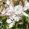 Gaura Steffi White Live Plug Plant - 2 Count, 3-6 Inch Tall, White Flowers, Outdoor - Image 1