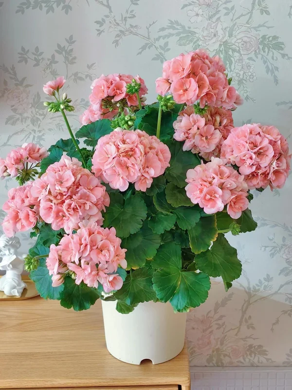 Geranium Flower Seeds - 100 Pcs Fragrant Perennial Plant Seeds for Home Garden Geranium Flower Seeds - 100 Pcs Fragrant Perennial Plant Seeds for Home Garden - Image 2