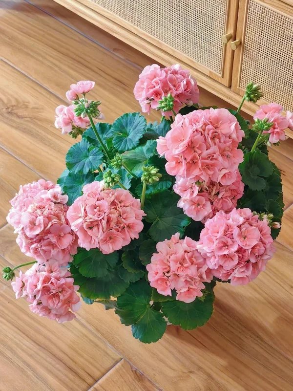 Geranium Flower Seeds - 100 Pcs Fragrant Perennial Plant Seeds for Home Garden Geranium Flower Seeds - 100 Pcs Fragrant Perennial Plant Seeds for Home Garden - Image 3