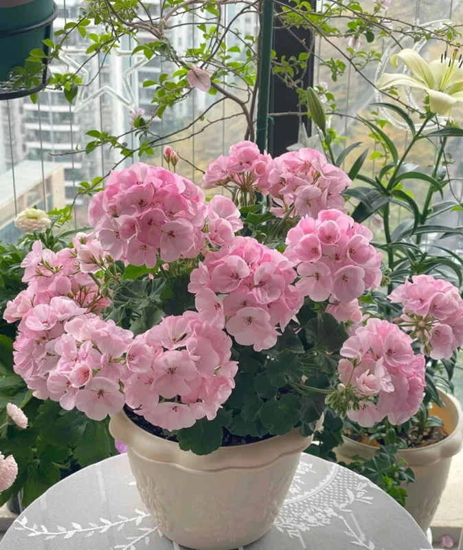 Geranium Flower Seeds - 100 Pcs Fragrant Perennial Plant Seeds for Home Garden Geranium Flower Seeds - 100 Pcs Fragrant Perennial Plant Seeds for Home Garden - Image 4