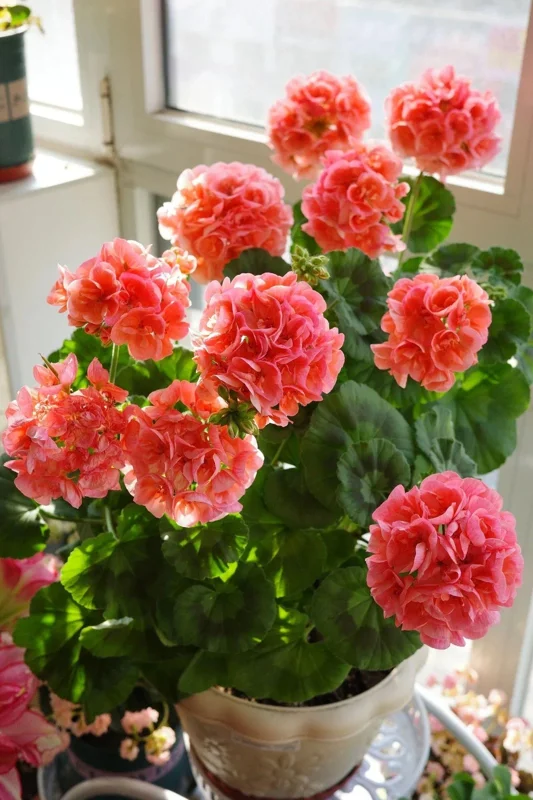 Geranium Flower Seeds - 100 Pcs Fragrant Perennial Plant Seeds for Home Garden Geranium Flower Seeds - 100 Pcs Fragrant Perennial Plant Seeds for Home Garden - Image 5