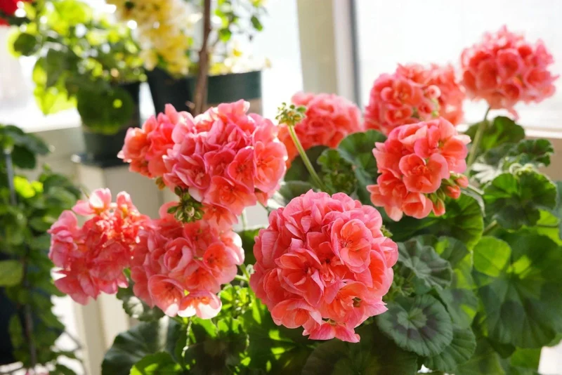 Geranium Flower Seeds - 100 Pcs Fragrant Perennial Plant Seeds for Home Garden Geranium Flower Seeds - 100 Pcs Fragrant Perennial Plant Seeds for Home Garden - Image 6