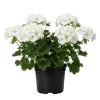 Geranium Live Plant - 2 Perennial Flowers, 2-4 Inches Tall in One Pot - Image 1