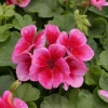 Geranium Rose Megasplash Live Plant - Vibrant Perennial Flowers, 4-6 Inch Tall, Indoor/Outdoor Geranium Rose Megasplash Live Plant - Vibrant Perennial Flowers, 4-6 Inch Tall, Indoor/Outdoor - Image 1