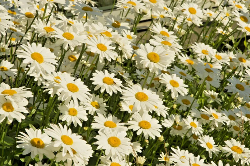 German Chamomile Seeds - 100 Seeds, Annual Herb for Calming & Sleep - Image 2
